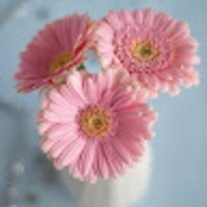 Meet your Posher, Joydee